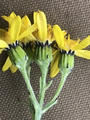 Senecio lugens