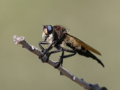 Promachus painteri