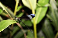 Psolodesmus mandarinus mandarinus