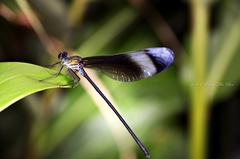 Psolodesmus mandarinus mandarinus