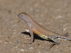 Cophosaurus texanus scitulus