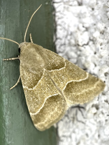 Slender Flower Moth photo 3