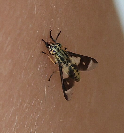 Chrysops flavipes