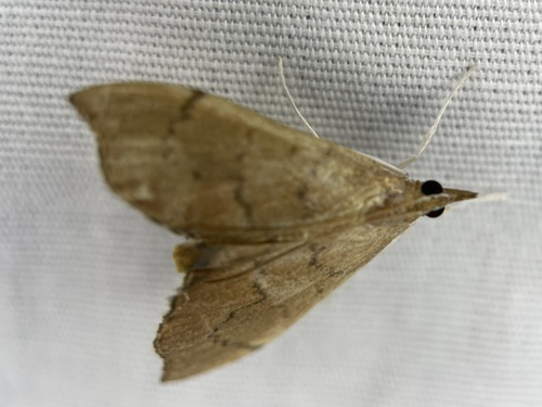 Falcate Sericoplaga photo 5