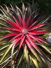 Bromelia humilis