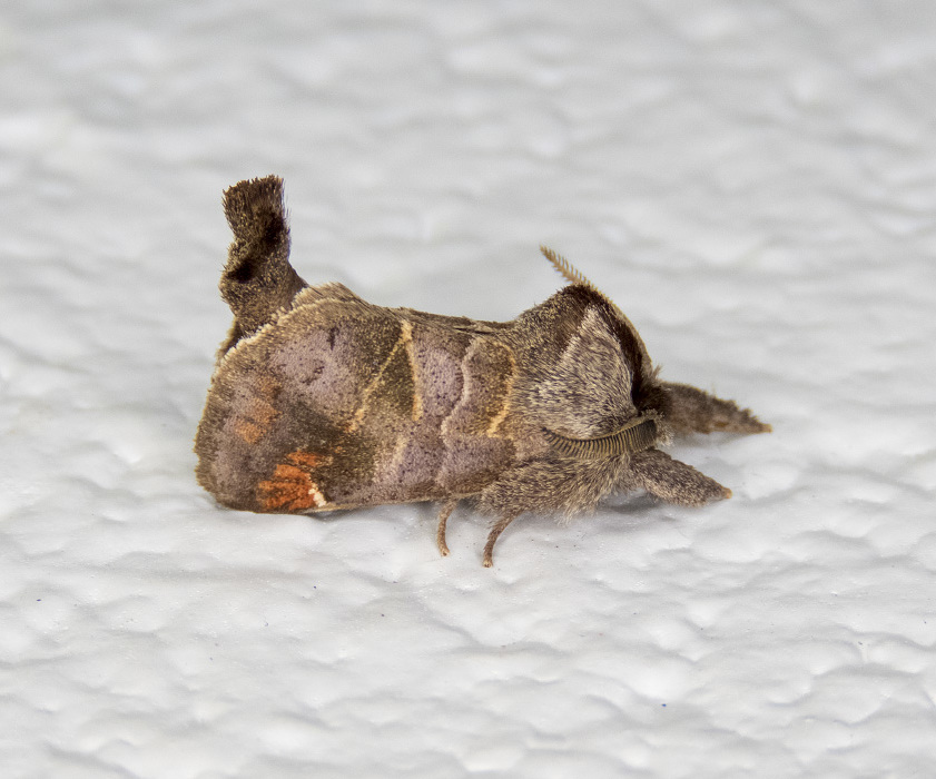Clostera multnoma