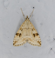 Udea washingtonalis