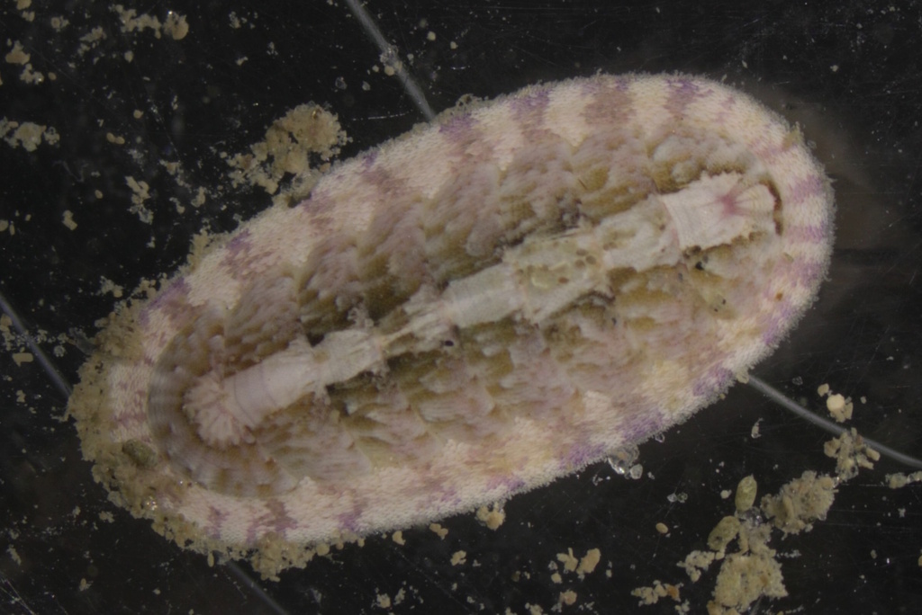 Ischnochiton striolatus