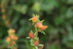 Echeveria bicolor