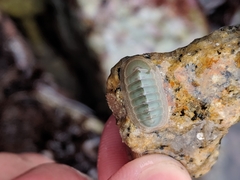 Tripoplax regularis