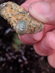 Tripoplax regularis