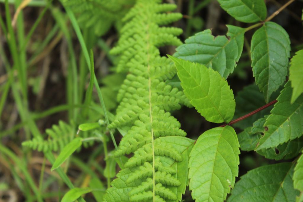 Woodsia montevidensis