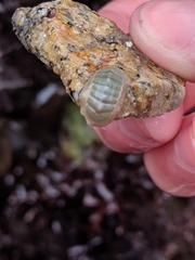 Tripoplax regularis