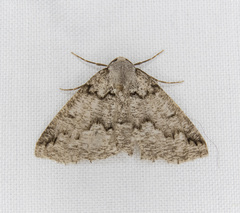 Sabulodes packardata