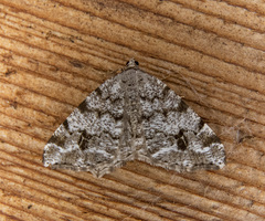 Macaria signaria