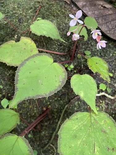 Begonia erminea