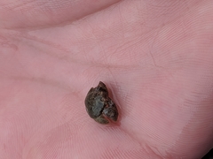 Hapalogaster cavicauda