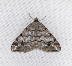 Macaria signaria