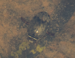 Thermonectus nigrofasciatus