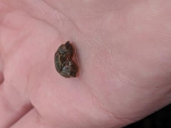 Hapalogaster cavicauda