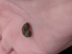 Hapalogaster cavicauda