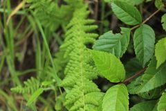 Woodsia montevidensis