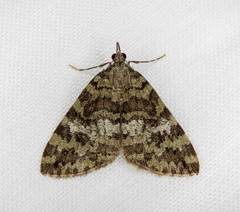 Hydriomena speciosata