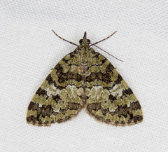 Hydriomena speciosata