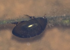Tropisternus blatchleyi