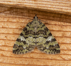 Hydriomena speciosata