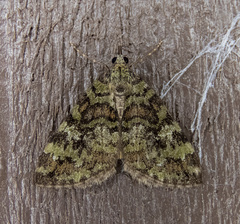 Hydriomena speciosata