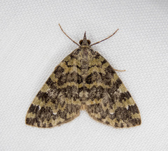 Hydriomena speciosata