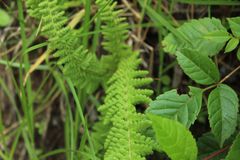 Woodsia montevidensis