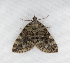 Hydriomena speciosata