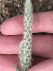 Plantago patagonica
