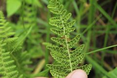 Woodsia montevidensis