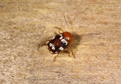 Cryptocephalus badius