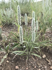 Plantago patagonica