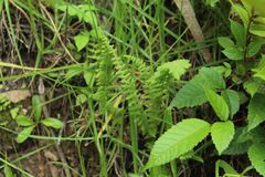 Woodsia montevidensis