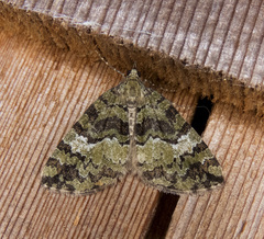 Hydriomena speciosata