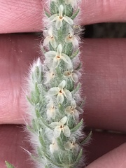 Plantago patagonica