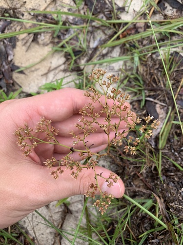 Image of Paronychia rugelii by no rights reserved