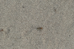 Dasymutilla araneoides