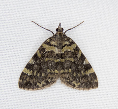 Hydriomena speciosata