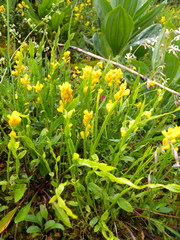 Genista sagittalis