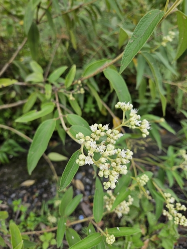 Image of Clibadium surinamense by no rights reserved