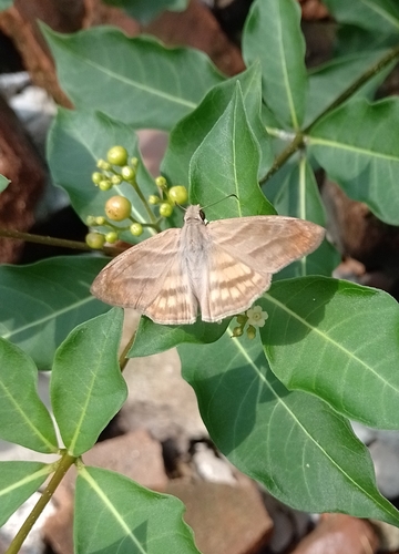 Saltarina de Cinco bandas (Timochares trifasciata)