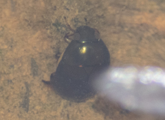 Tropisternus blatchleyi