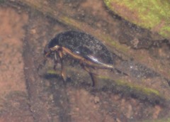 Tropisternus blatchleyi