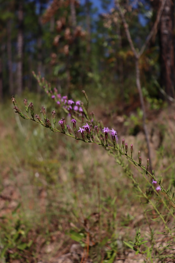 sandhill blazing star